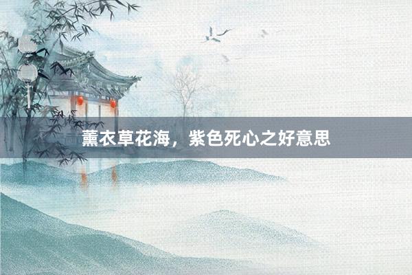 薰衣草花海，紫色死心之好意思